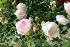 Fotografie růžových růží